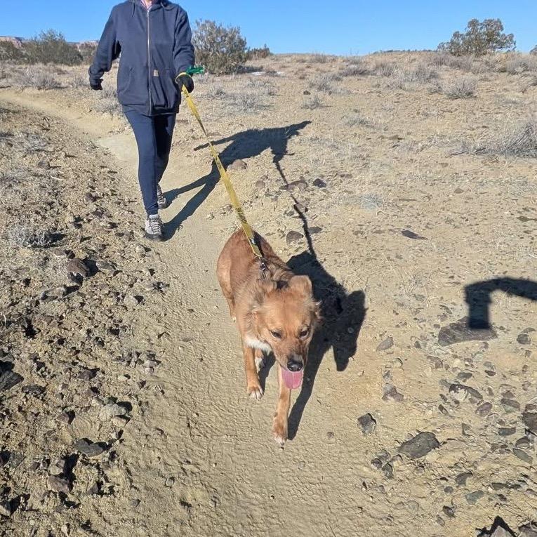 Enlarge Dolly, a Adoptable Australian Shepherd in Grand Junction, CO image 2/6