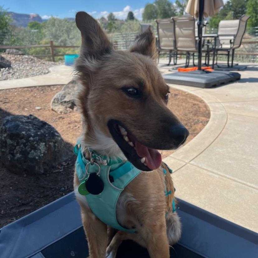 Enlarge Dolly, a Adoptable Australian Shepherd in Grand Junction, CO image 3/6