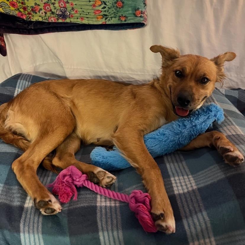 Enlarge Dolly, a Adoptable Australian Shepherd in Grand Junction, CO image 4/6