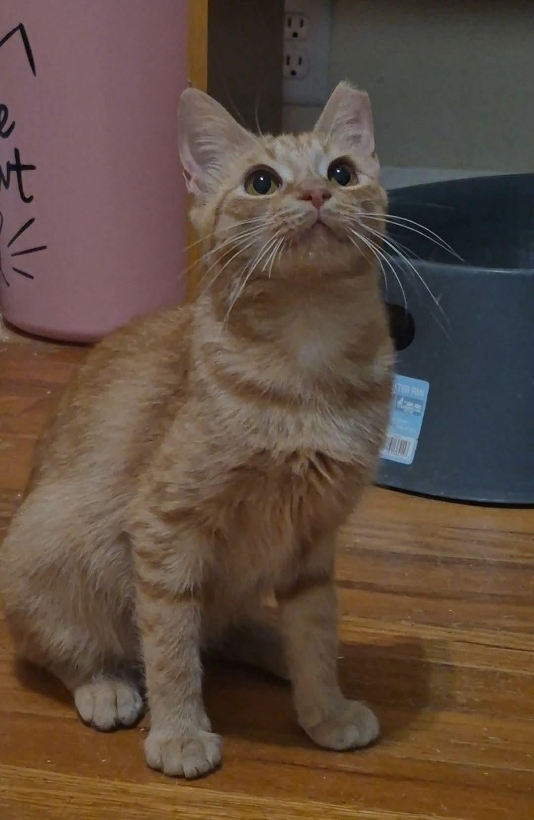 Sola, ADOPTABLE, Young Female Domestic Short Hair.