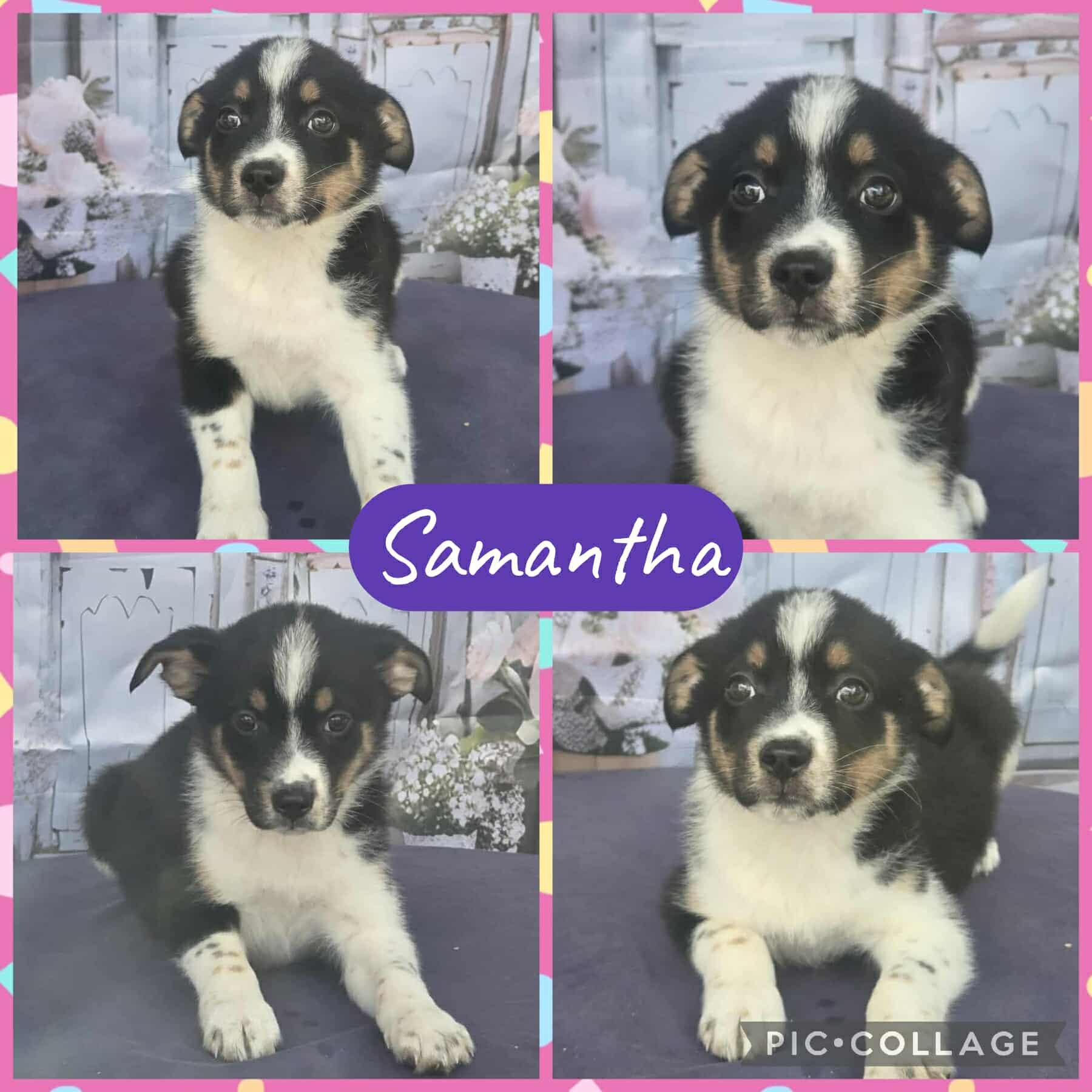 Enlarge Samantha, a ADOPTABLE mixed breed in Ringwood, NJ image 1/1