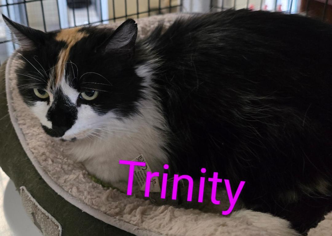 Enlarge Trinity, an adopted mixed breed in Las Cruces, NM image 2/2