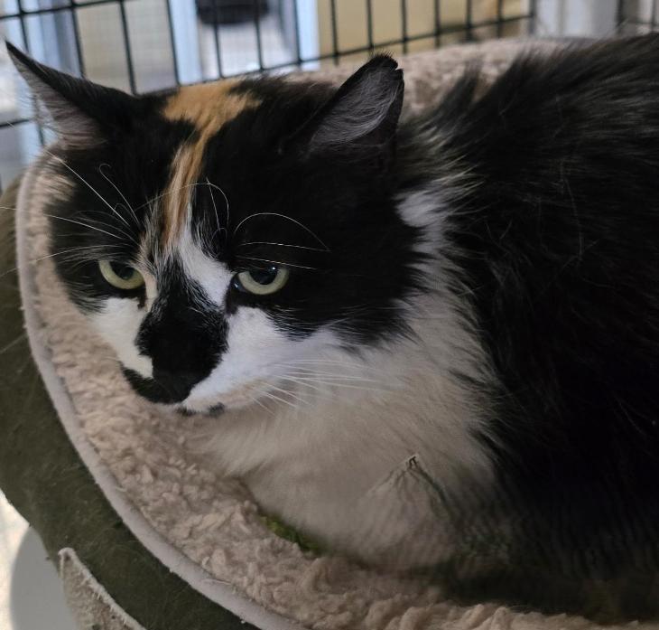 Enlarge Trinity, an adopted mixed breed in Las Cruces, NM image 1/2