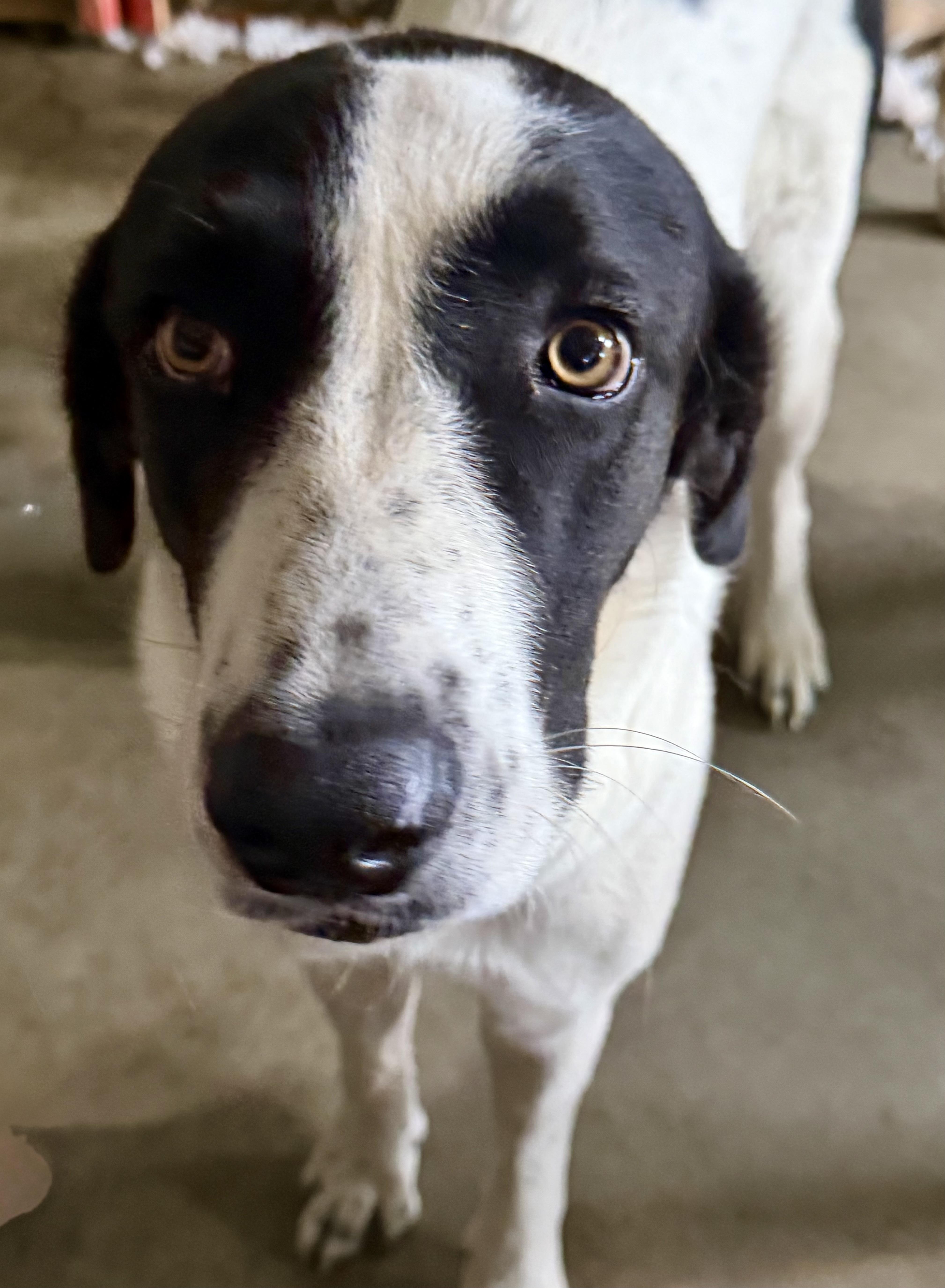 Enlarge Dolly, a Adoptable mixed breed in YALE, SD image 2/3