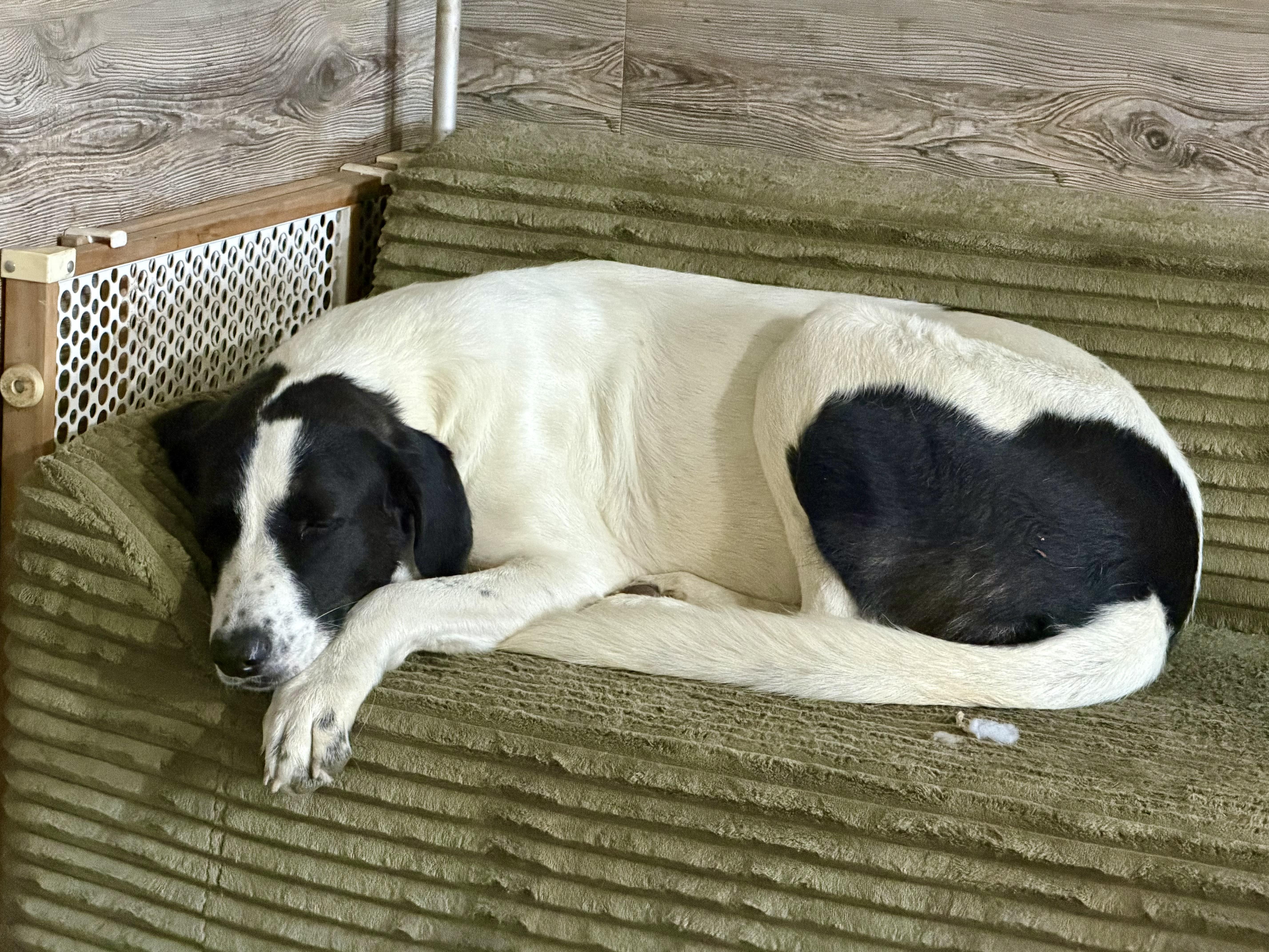 Dolly, Adoptable, Young Female Great Dane.