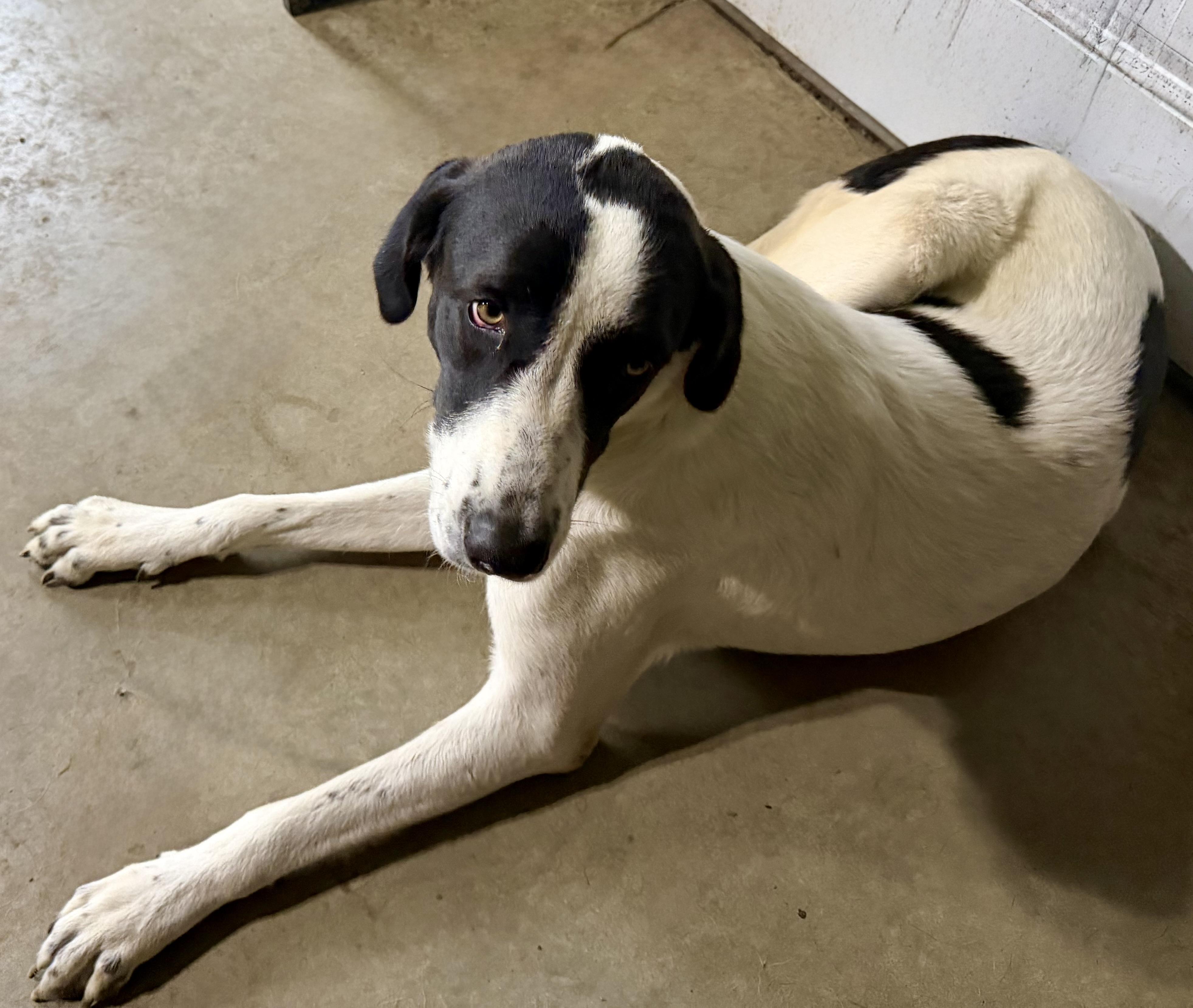 Enlarge Dolly, a Adoptable mixed breed in YALE, SD image 3/3