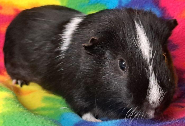 River, a ADOPTABLE Short-Haired in Gary, IN image 2/3