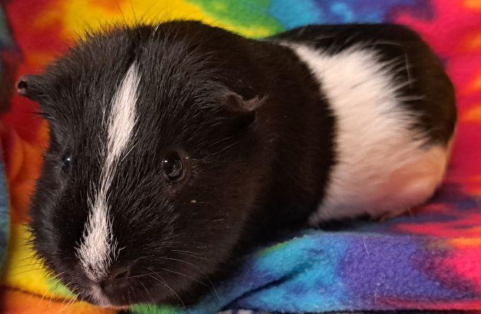 River, a ADOPTABLE Short-Haired in Gary, IN image 3/3