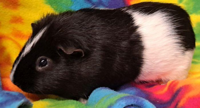 River, ADOPTABLE, Adult Male Short-Haired.