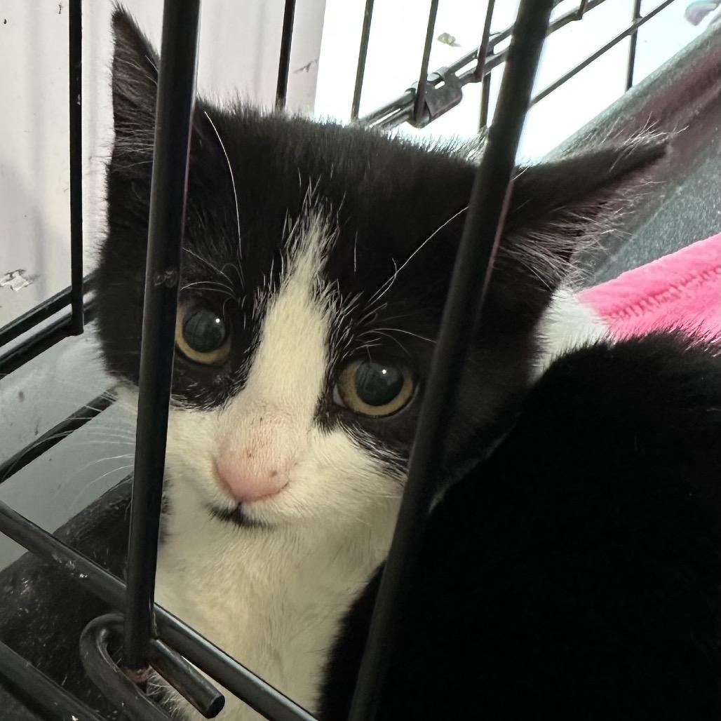 Enlarge Breezy and Flurry, a Adoptable American Shorthair in Danbury, CT image 2/5