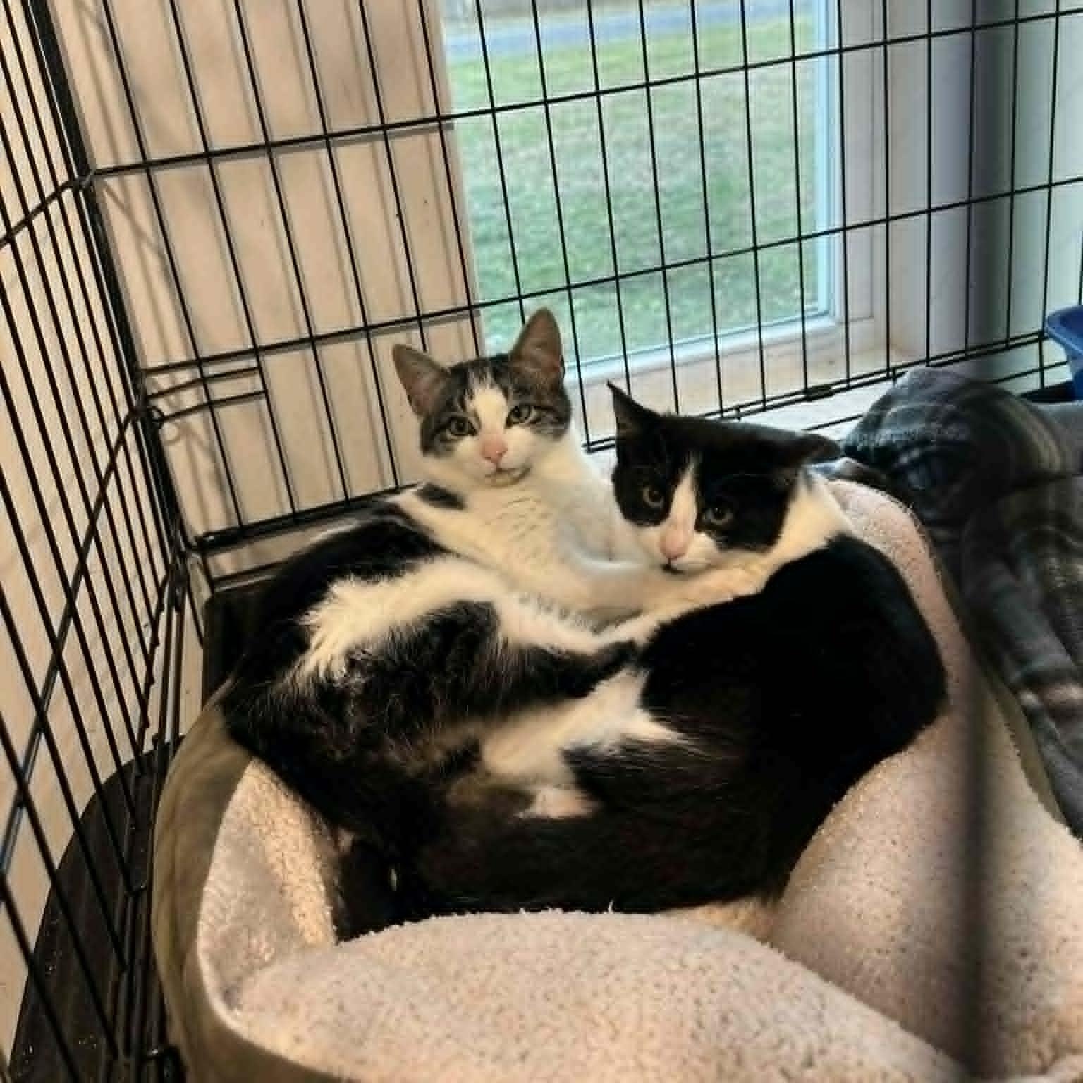 Enlarge Breezy and Flurry, a Adoptable American Shorthair in Danbury, CT image 1/5