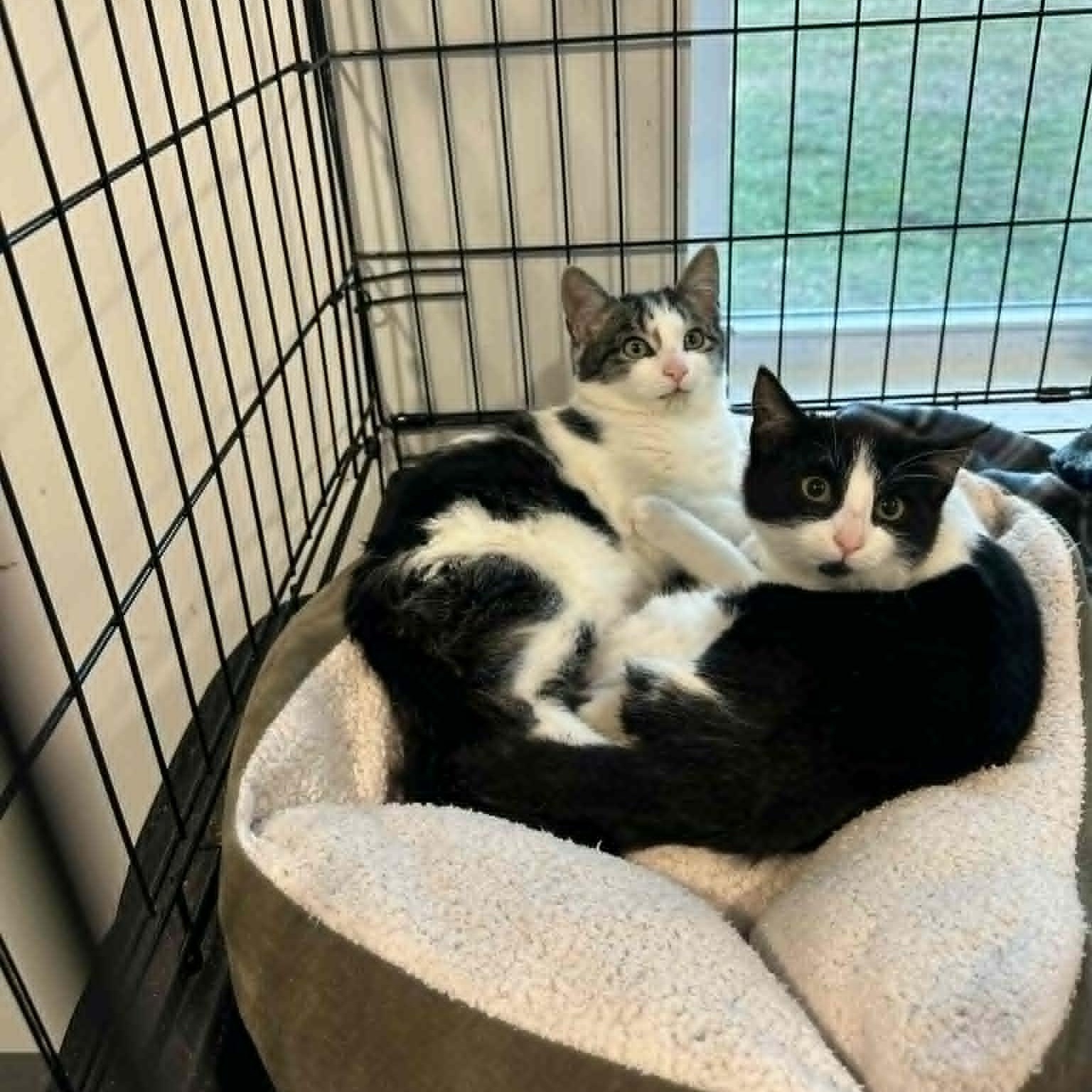 Enlarge Breezy and Flurry, a Adoptable American Shorthair in Danbury, CT image 3/5