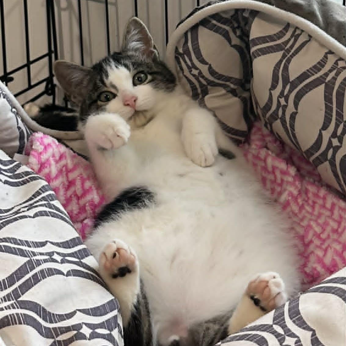 Enlarge Breezy and Flurry, a Adoptable American Shorthair in Danbury, CT image 4/5