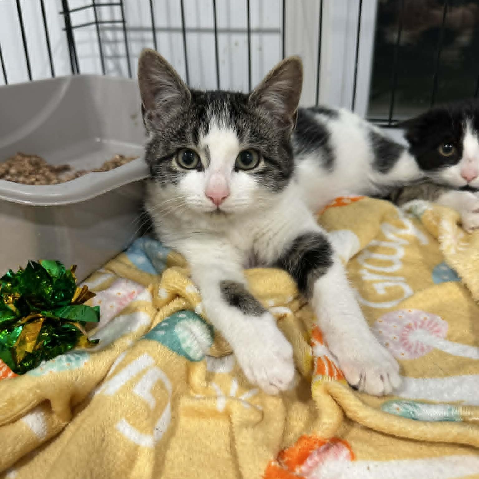 Enlarge Breezy and Flurry, a Adoptable American Shorthair in Danbury, CT image 5/5
