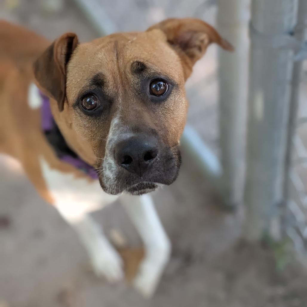 Jasmine 28021, Adoptable, Adult Female Mixed Breed.