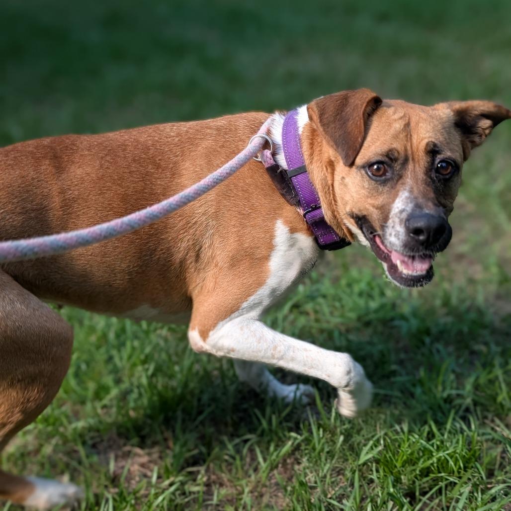Enlarge Jasmine 28021, a Adoptable Mixed Breed in Middleburg, FL image 2/4