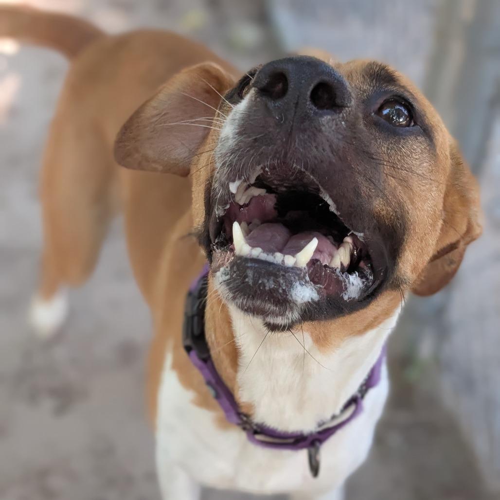 Enlarge Jasmine 28021, a Adoptable Mixed Breed in Middleburg, FL image 3/4