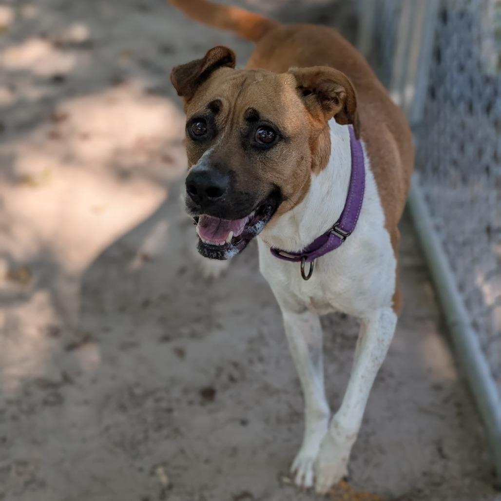 Enlarge Jasmine 28021, a Adoptable Mixed Breed in Middleburg, FL image 4/4