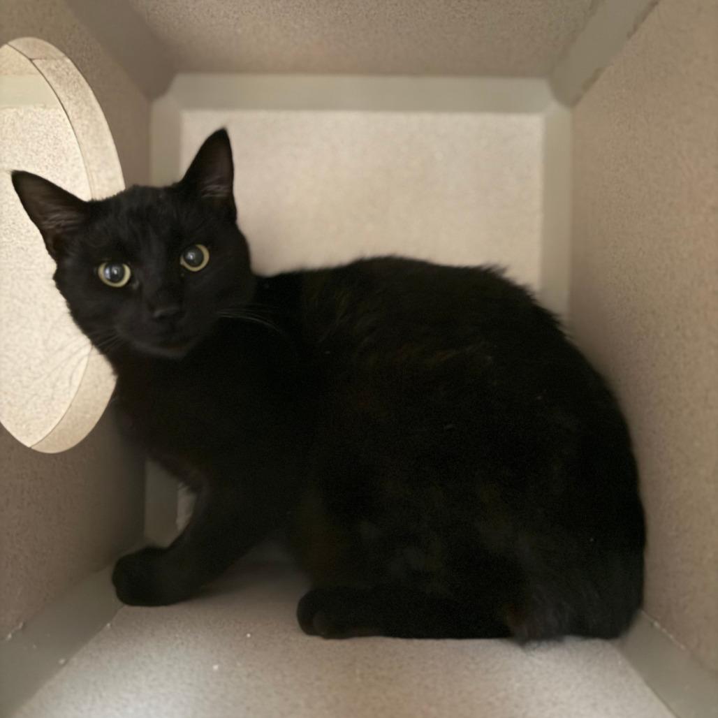 Shelley, Adoptable, Young Female Domestic Short Hair.