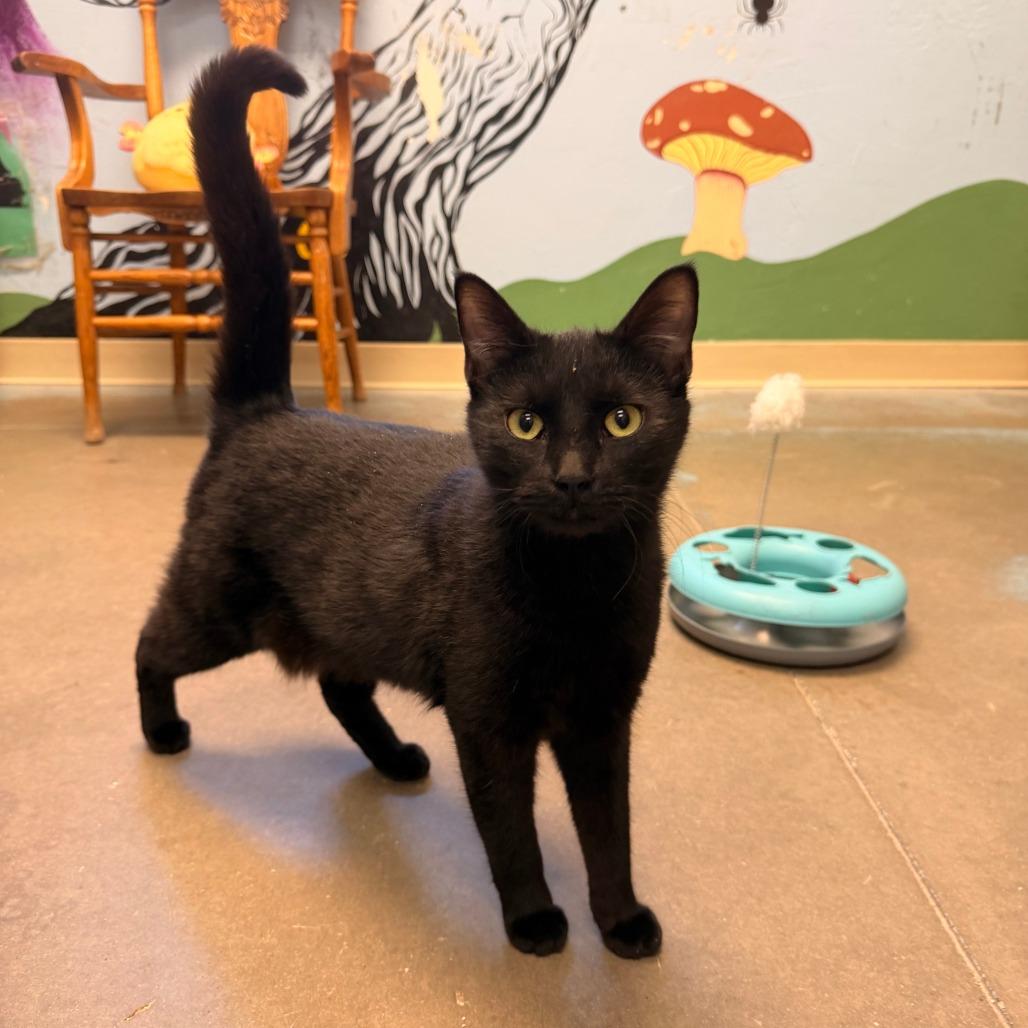 Enlarge Shelley, a Adoptable Domestic Short Hair in Pagosa Springs, CO image 2/2