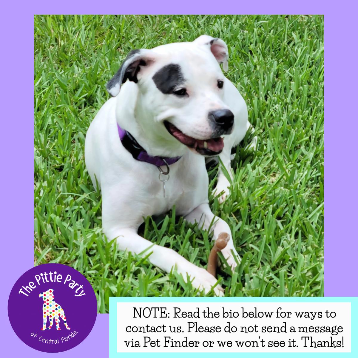 Enlarge Rizzo, a Adoptable Pit Bull Terrier in Kissimmee, FL image 3/5