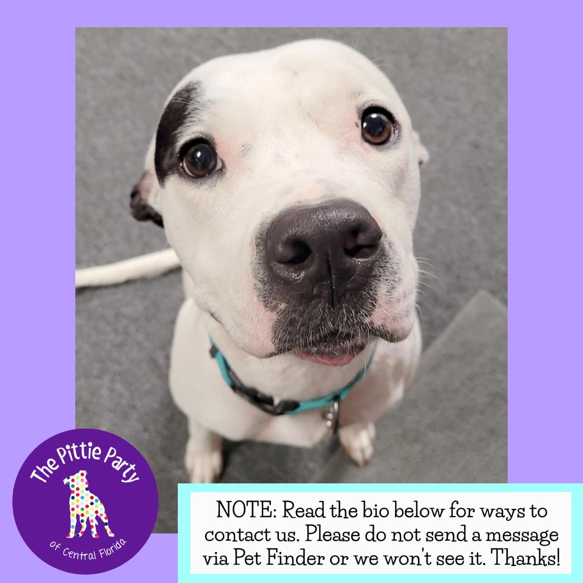 Enlarge Rizzo, a Adoptable Pit Bull Terrier in Kissimmee, FL image 4/5