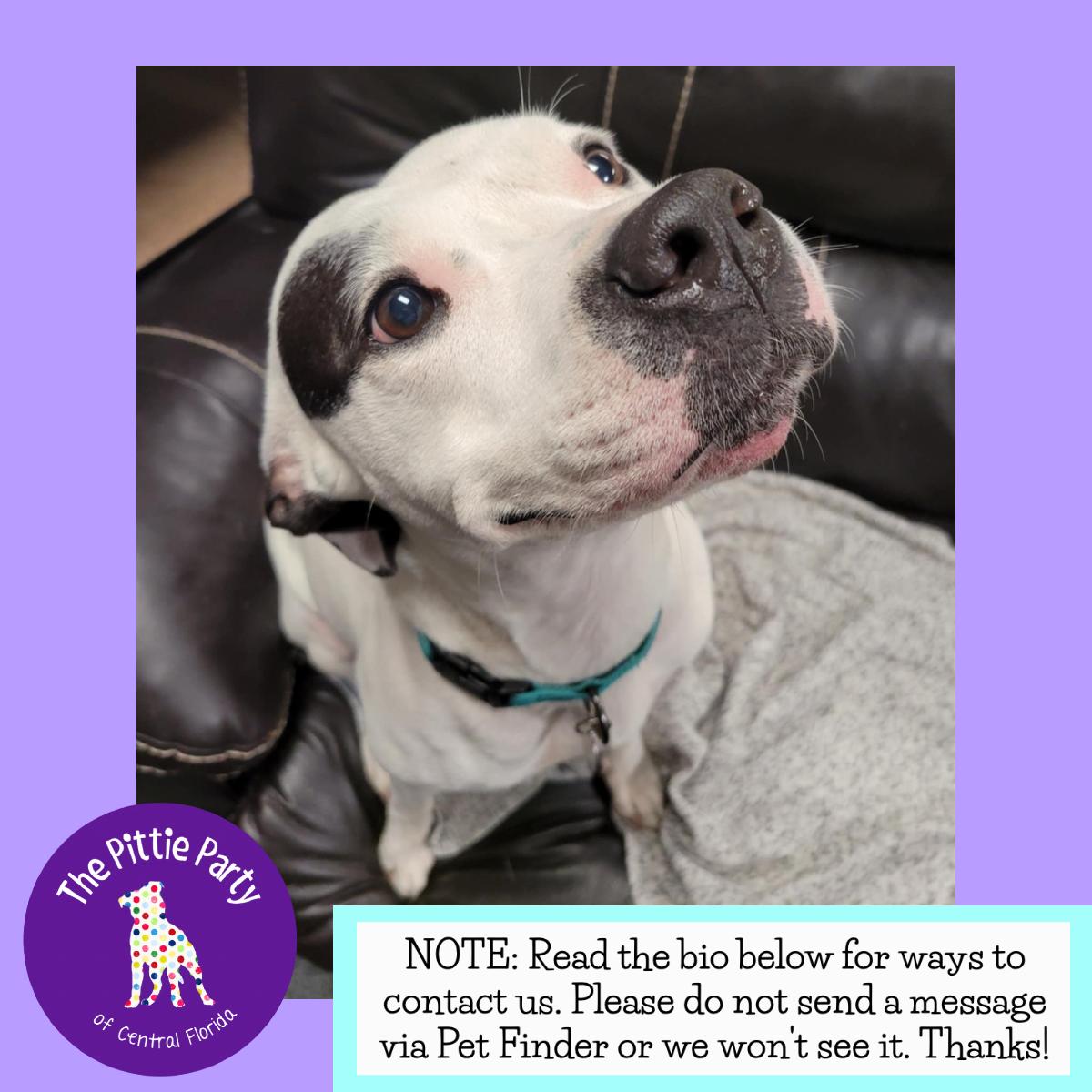 Rizzo, Adoptable, Adult Female Pit Bull Terrier.