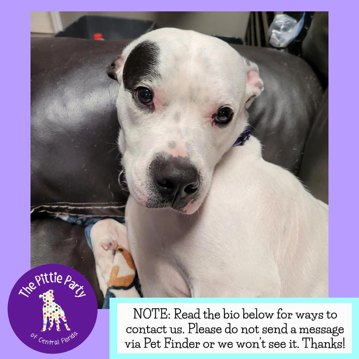 Enlarge Rizzo, a Adoptable Pit Bull Terrier in Kissimmee, FL image 5/5