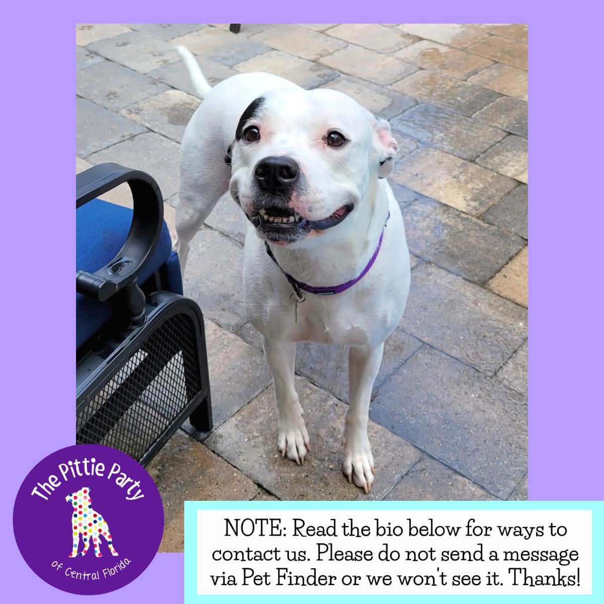 Enlarge Rizzo, a Adoptable Pit Bull Terrier in Kissimmee, FL image 1/5