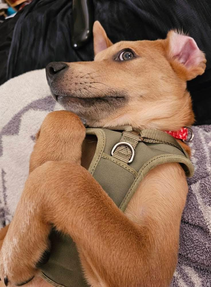 Enlarge Buddy, a ADOPTABLE mixed breed in Crystal Lake, IL image 4/4