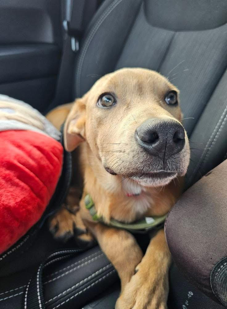 Enlarge Buddy, a ADOPTABLE mixed breed in Crystal Lake, IL image 2/4