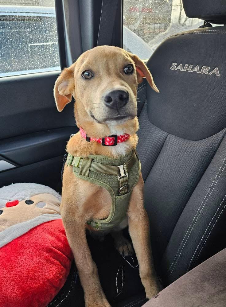 Enlarge Buddy, a ADOPTABLE mixed breed in Crystal Lake, IL image 1/4