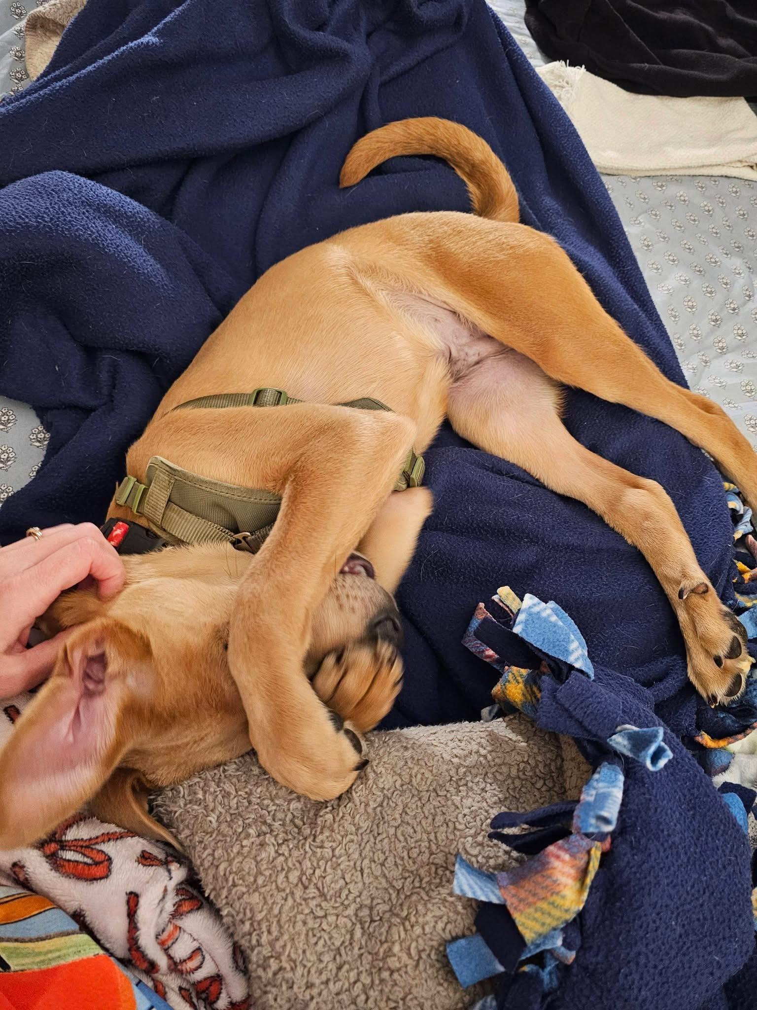 Enlarge Buddy, a ADOPTABLE mixed breed in Crystal Lake, IL image 3/4