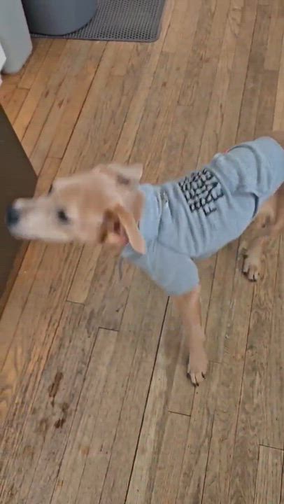 Enlarge Buddy, an adopted mixed breed in Crystal Lake, IL video 5/5