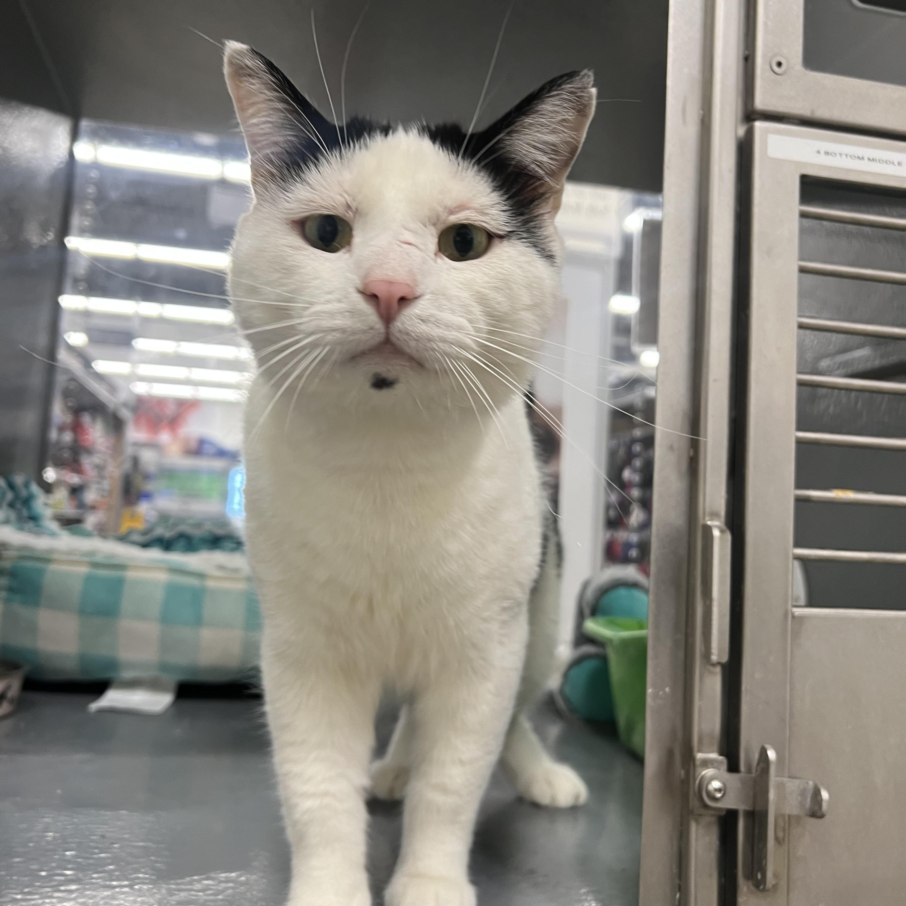 Enlarge Warrior, a Adoptable Domestic Short Hair in Pickering, ON image 1/2