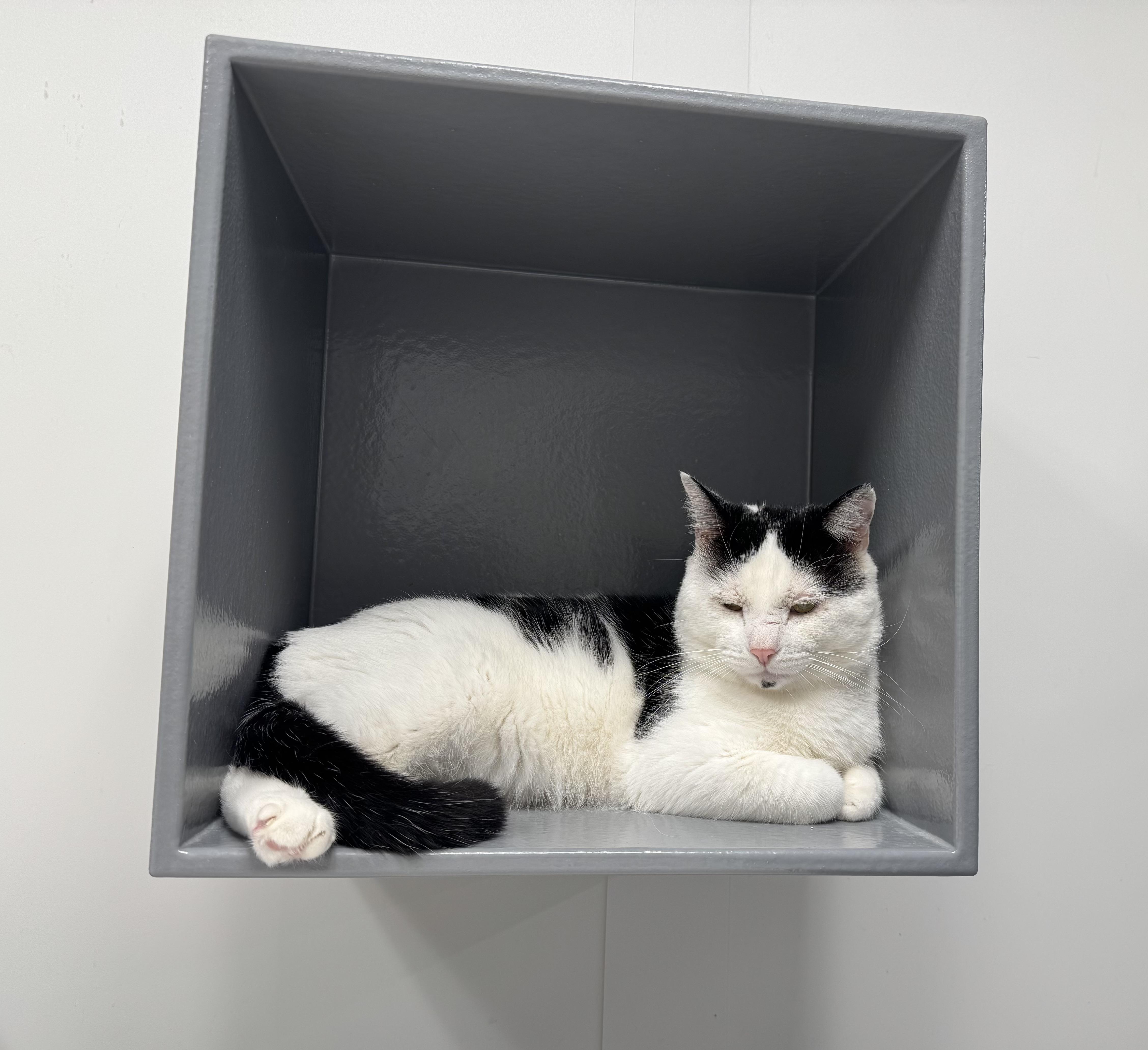 Enlarge Warrior, a Adoptable Domestic Short Hair in Pickering, ON image 2/2