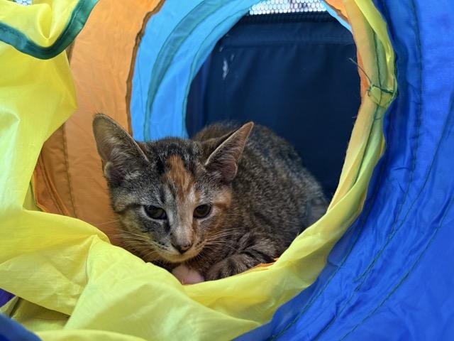 Enlarge Tara, a Adoptable Domestic Short Hair in Kenosha, WI image 2/3