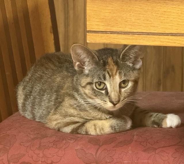 Enlarge Tara, a Adoptable Domestic Short Hair in Kenosha, WI image 1/3