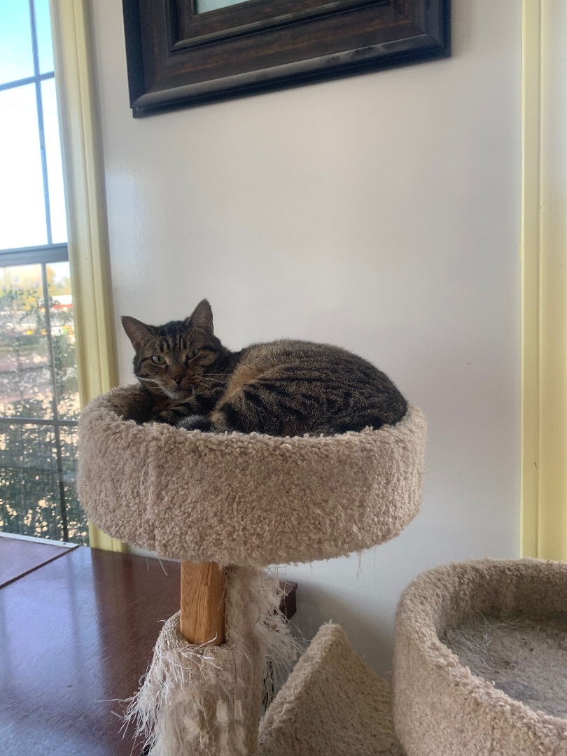 Bed pillow, Adoptable, Adult Male Domestic Short Hair.