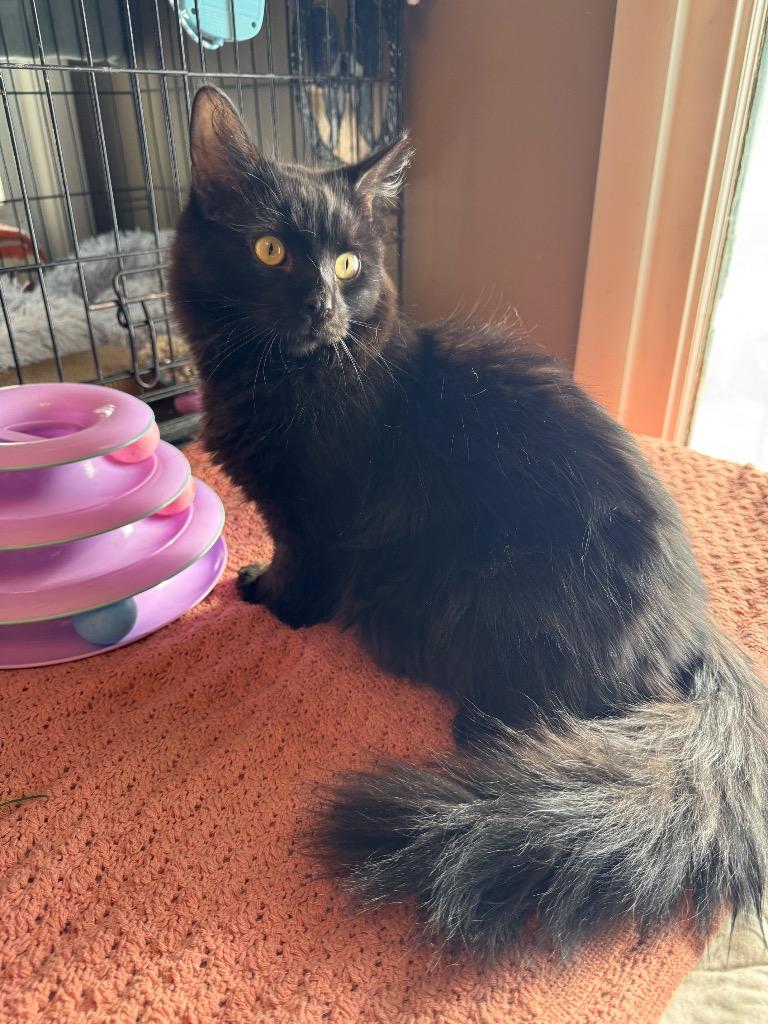 Pepsi, Adoptable, Young Male Domestic Short Hair.