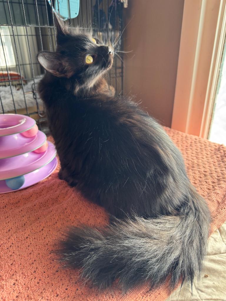 Enlarge Pepsi, a Adoptable mixed breed in Brainardsville, NY image 2/6