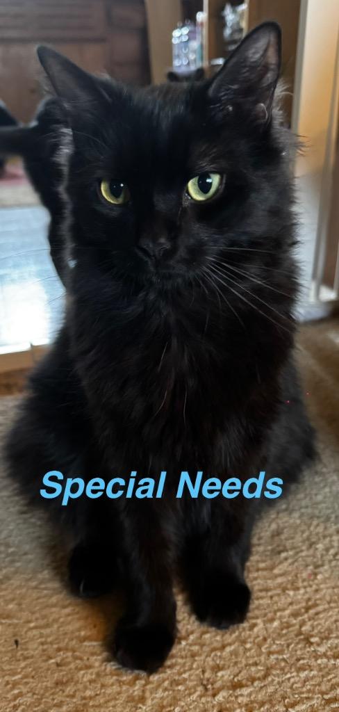 Enlarge Pepsi, a Adoptable mixed breed in Brainardsville, NY image 4/6