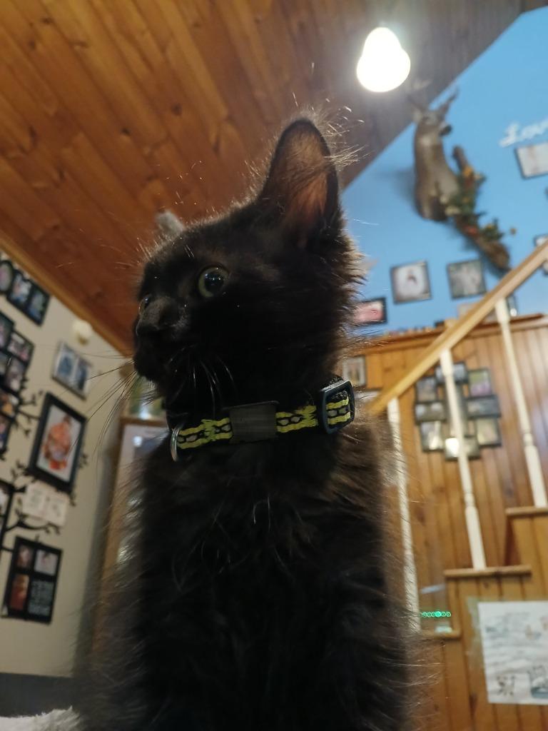 Enlarge Pepsi, a Adoptable mixed breed in Brainardsville, NY image 5/6