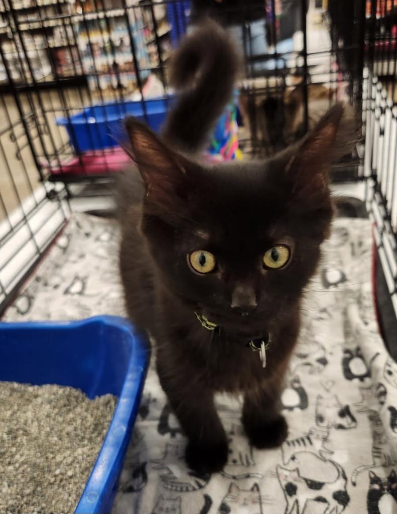 Enlarge Pepsi, a Adoptable mixed breed in Brainardsville, NY image 6/6