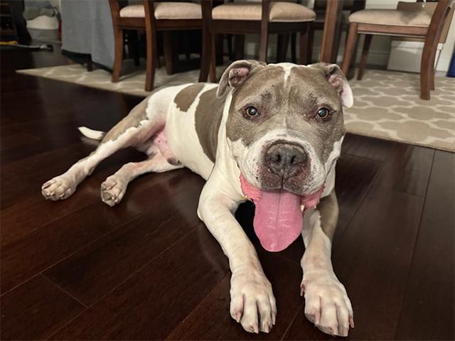 MAXIMUS, Adoptable, Adult Male Pit Bull Terrier.