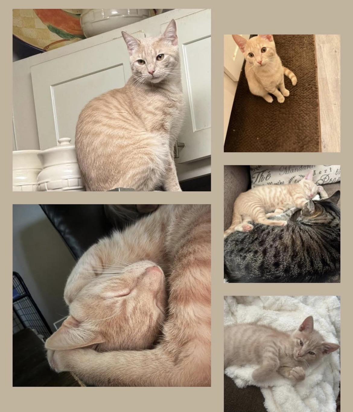 Enlarge A Willow, an adopted Tabby in Reynoldsburg, OH image 1/1