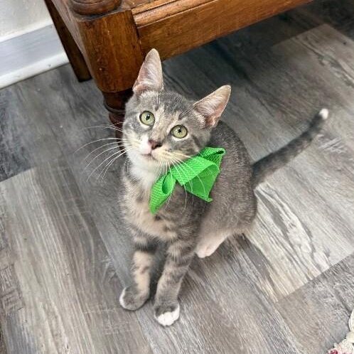 Itty Bitty Baby — thumbnail 5