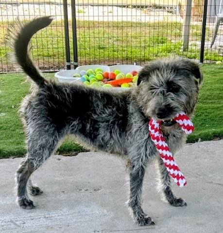 Enlarge Dolly-Adoption Fee Sponsored!, a Adoptable mixed breed in Fort Myers, FL image 2/6