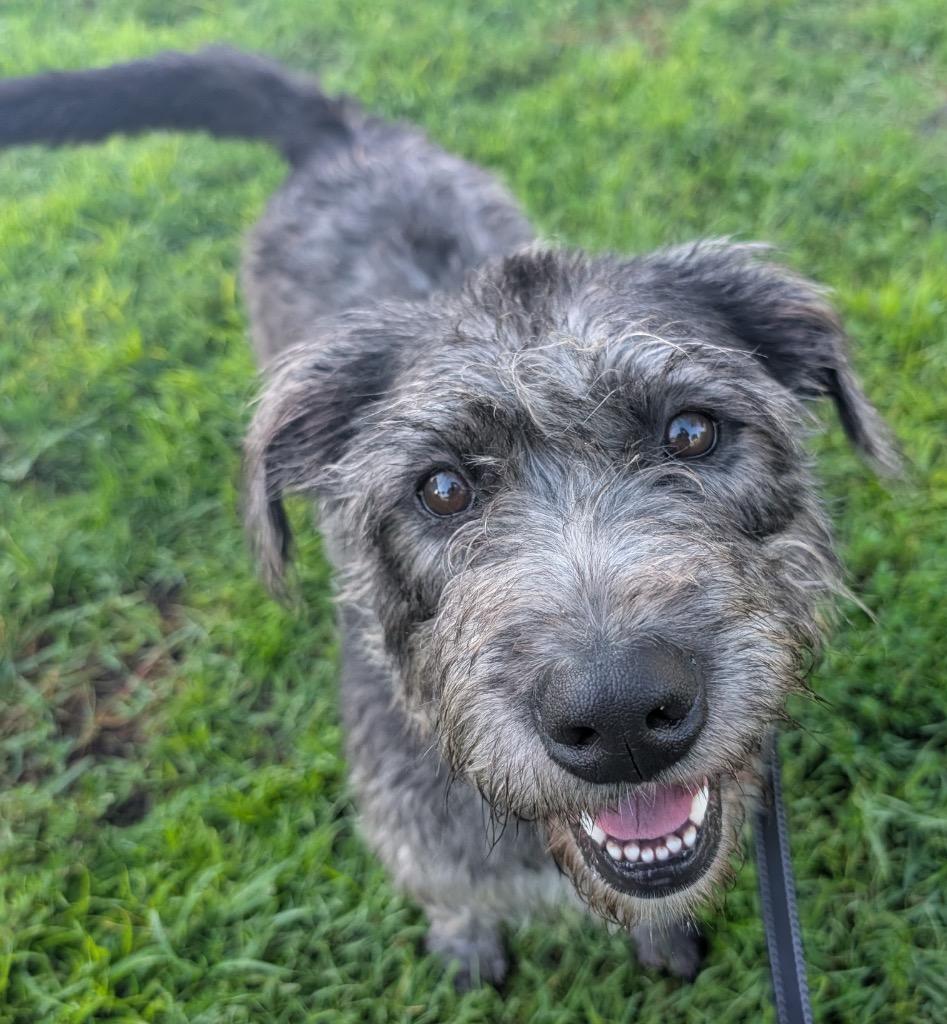 Enlarge Dolly-Adoption Fee Sponsored!, a Adoptable mixed breed in Fort Myers, FL image 3/6