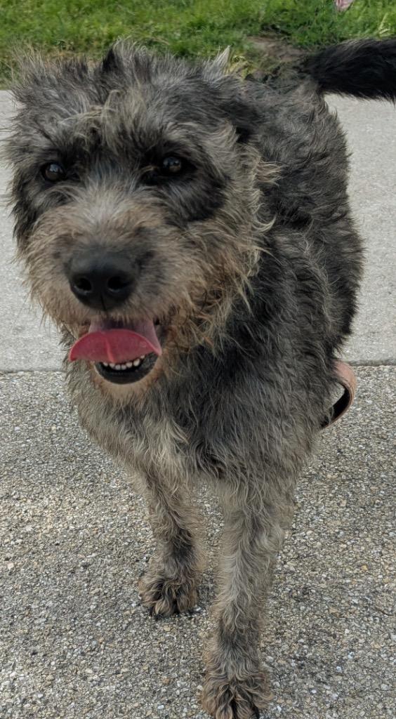 Enlarge Dolly-Adoption Fee Sponsored!, a Adoptable mixed breed in Fort Myers, FL image 4/6